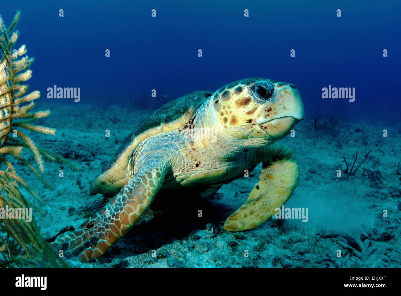 Meeresschildkröte, Nassau, Bahamas. Stockfoto