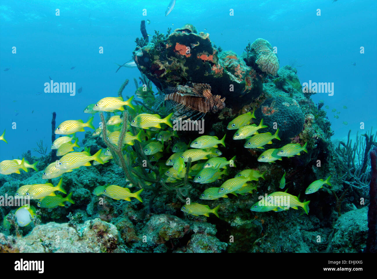 Reefscape mit gestreiften Grunzen, Nassau, Bahamas. Stockfoto