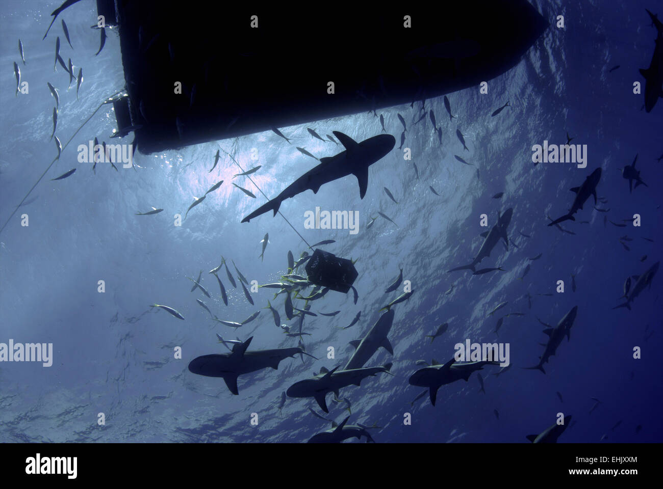 Karibischer Riff Haie Kreisen ein Tauchboot, Nassau, Bahamas. Stockfoto