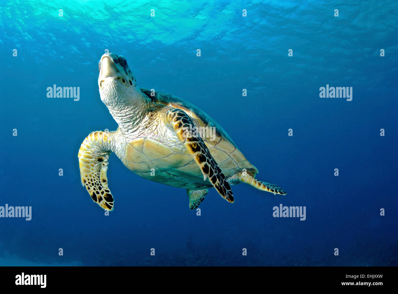 Echte Karettschildkröte aufsteigend, Nassau, Bahamas. Stockfoto