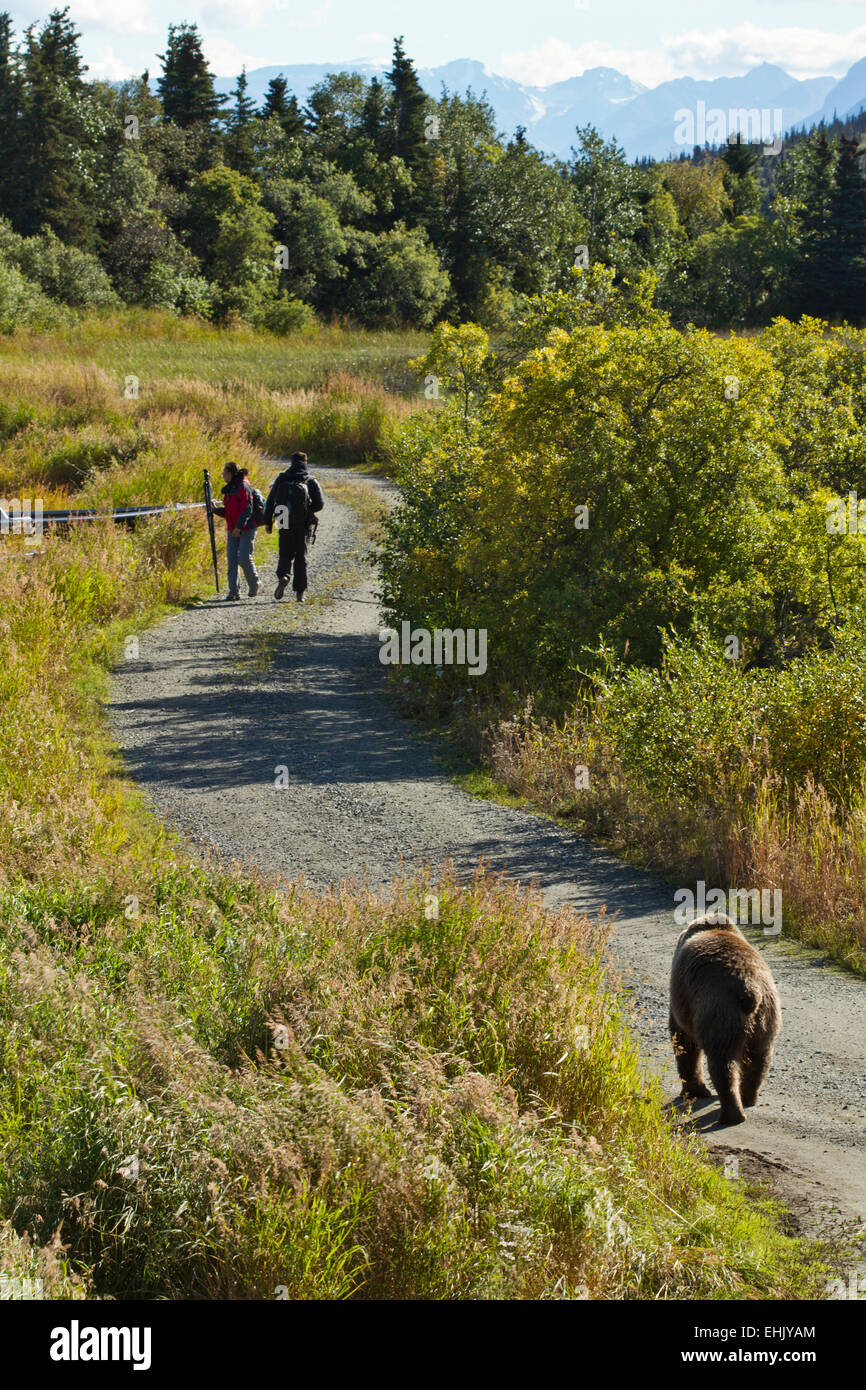 Wanderer vermeiden einen Küstenstadt Braunbären (Ursus Arctos) in Katmai Nationalpark, Alaska Stockfoto