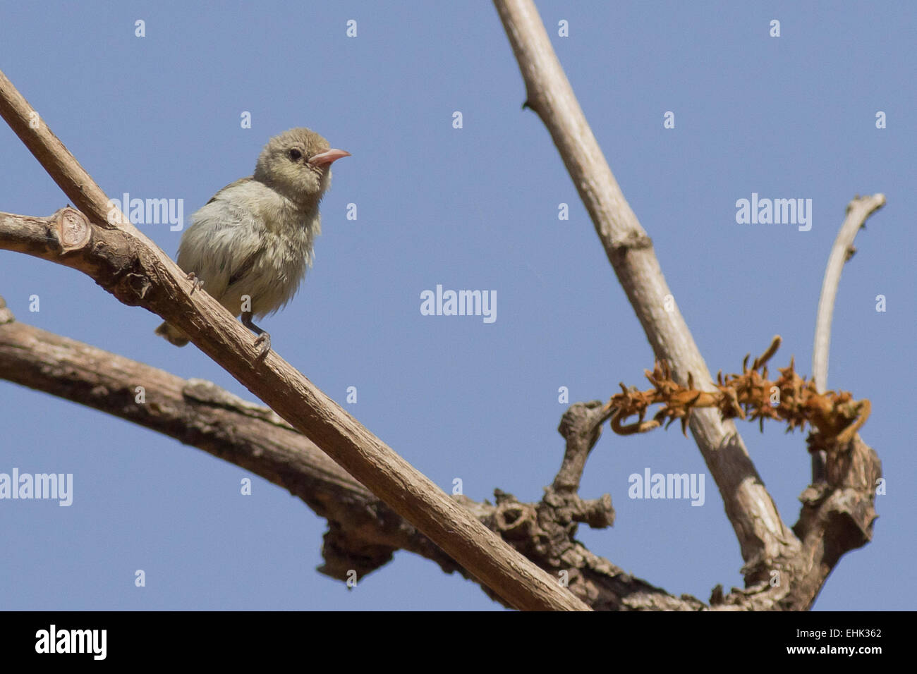 Blütenschnabel (Dicaeum erythrorhynchos) Stockfoto