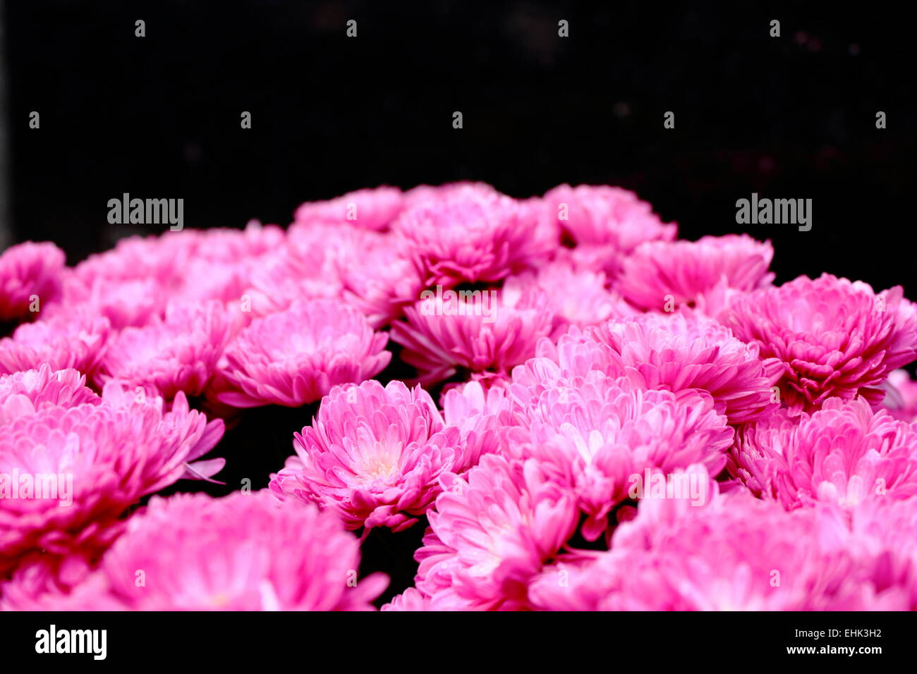 Bouquet von schönen rosa Chrysanthemum - das perfekte Geschenk Stockfoto