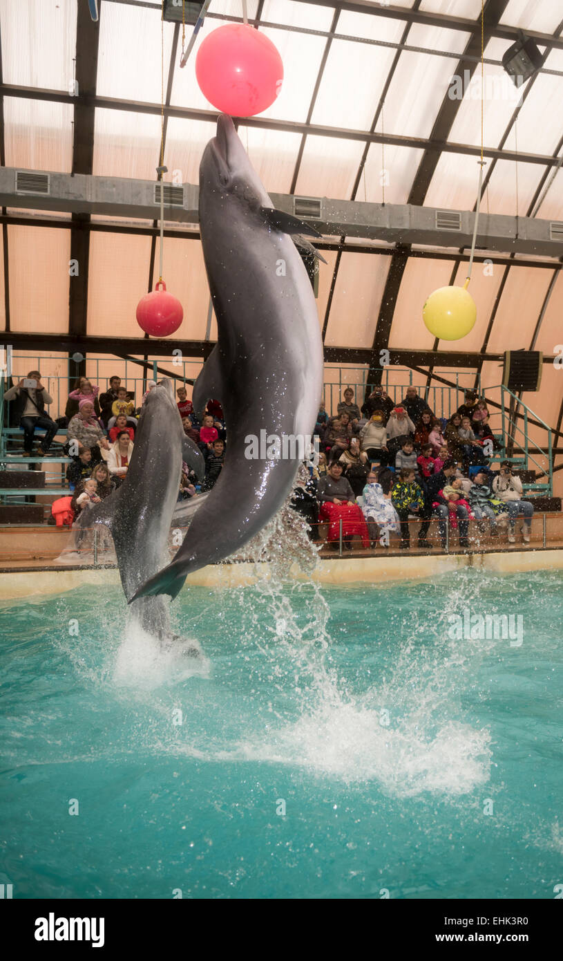 Rostow am Don, Russland - 1. Februar 2015: Delfine kick hängenden Kugeln, das Publikum zu bewundern, was er sah in der Rostov-dolphinariu Stockfoto