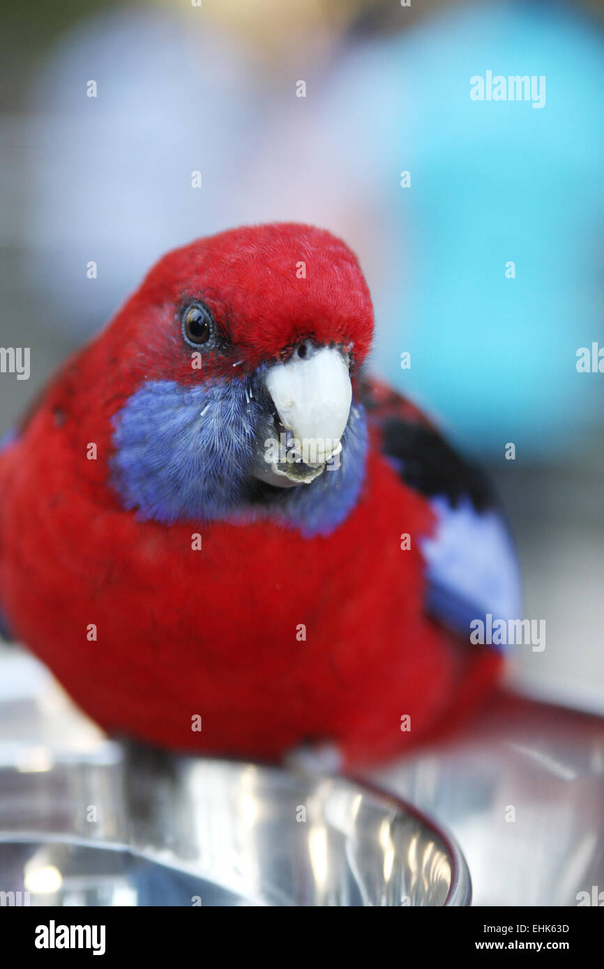 Nahaufnahme von Platycercus Elegans Vogel oder bekannt als Pennantsittich Stockfoto