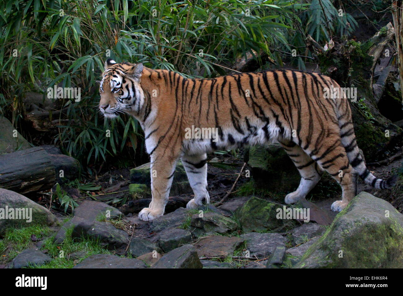 Weiblichen sibirischen oder Amur Tiger (Panthera Tigris Altaica) zu Fuß Stockfoto