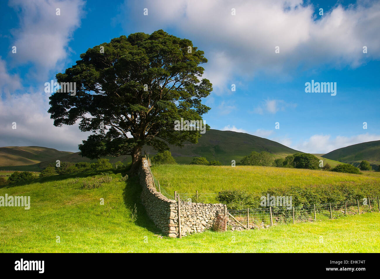 Typische Landschaft in Yorkshire Dales National Park, Sedbergh, Cumbria, England Stockfoto