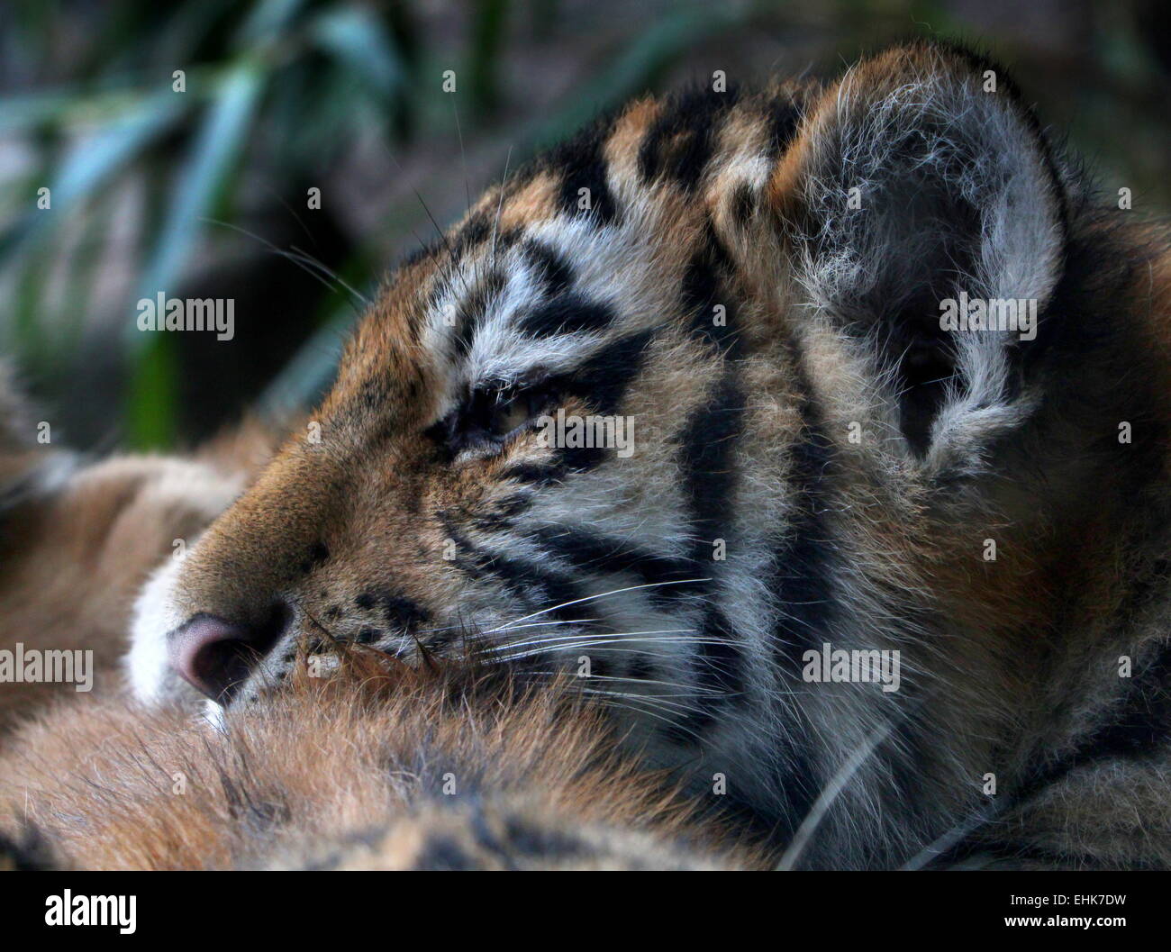 Junge sibirische Tigerbaby (Panthera Tigris Altaica), 5 Monate alt, zusammen mit seinen Geschwistern dösen Stockfoto