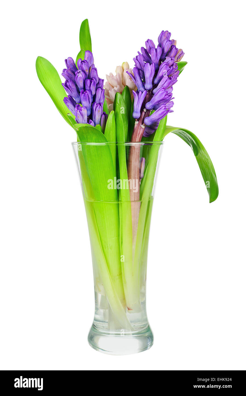 Strauß aus Hyazinthenblumen Anordnung Herzstück isoliert auf weißem Hintergrund. Closeup. Stockfoto