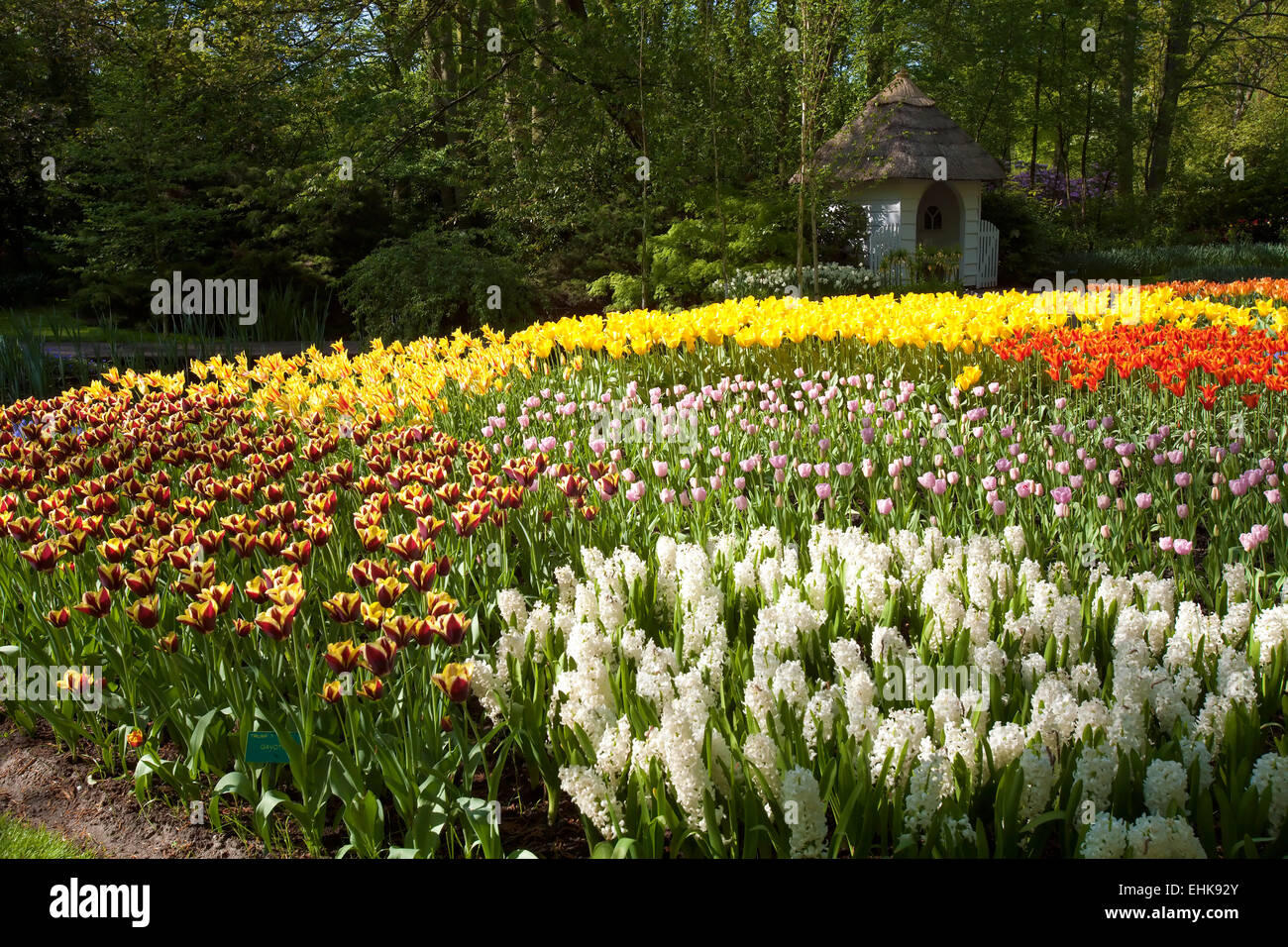 Tulpen im Blumengarten Keukenhof in Lisse, Niederlande Stockfoto