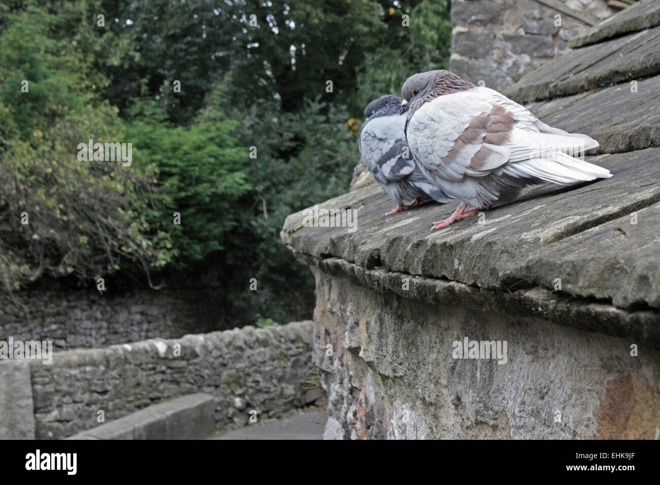 Zwei Tauben sitzen am Rande eines Kalkstein auf dem Dach eines Gebäudes. Stockfoto