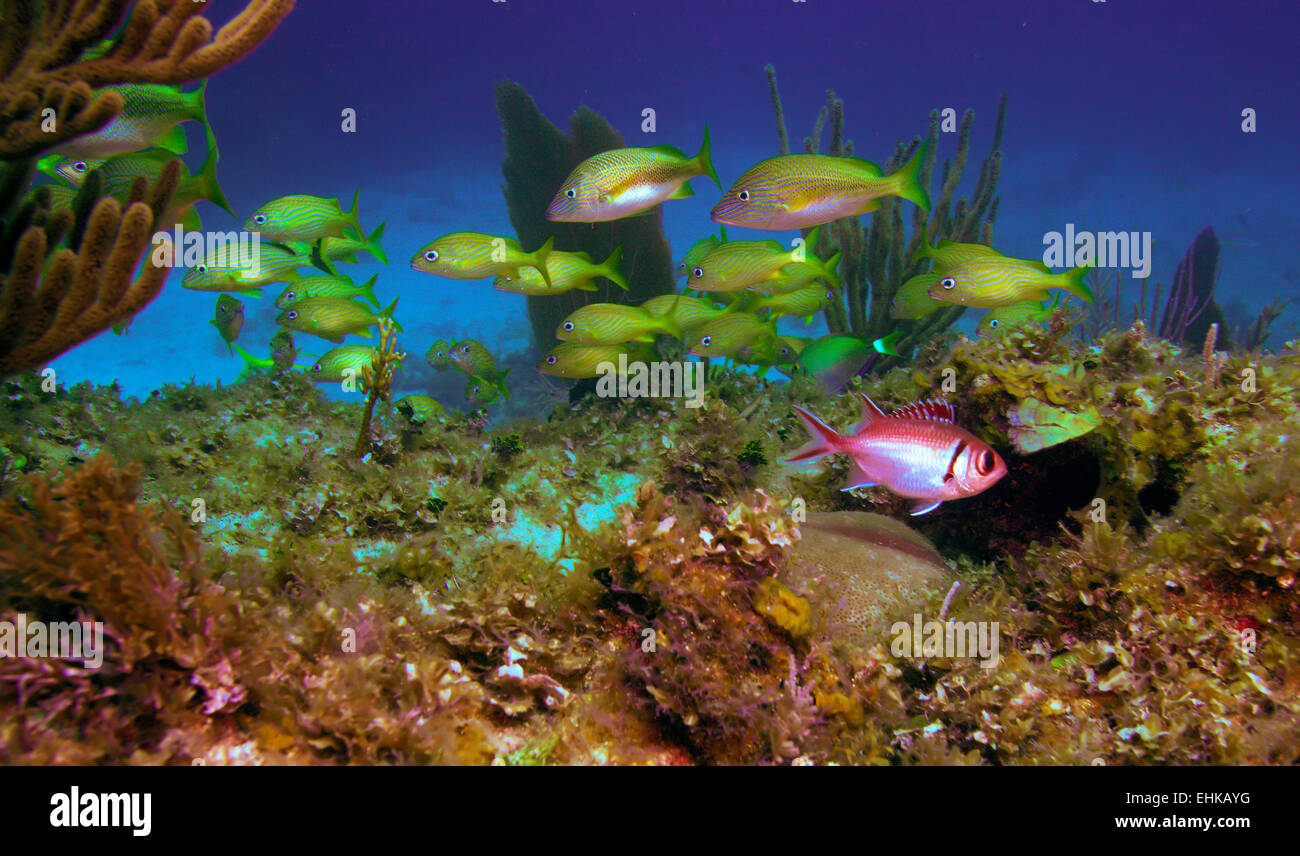 Schule der fünf gesäumten Schnapper (Lutjanus Quinquelineatus), Cayo Largo, Kuba Stockfoto