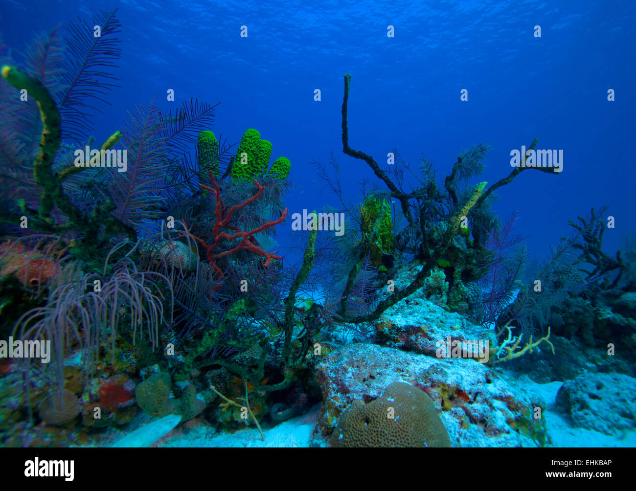 Coral Reef in der Nähe von Cayo Largo, Kuba Stockfoto
