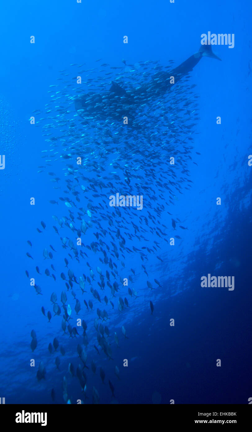 Walhai mit Schule der Fische, Cayo Largo, Kuba Stockfoto