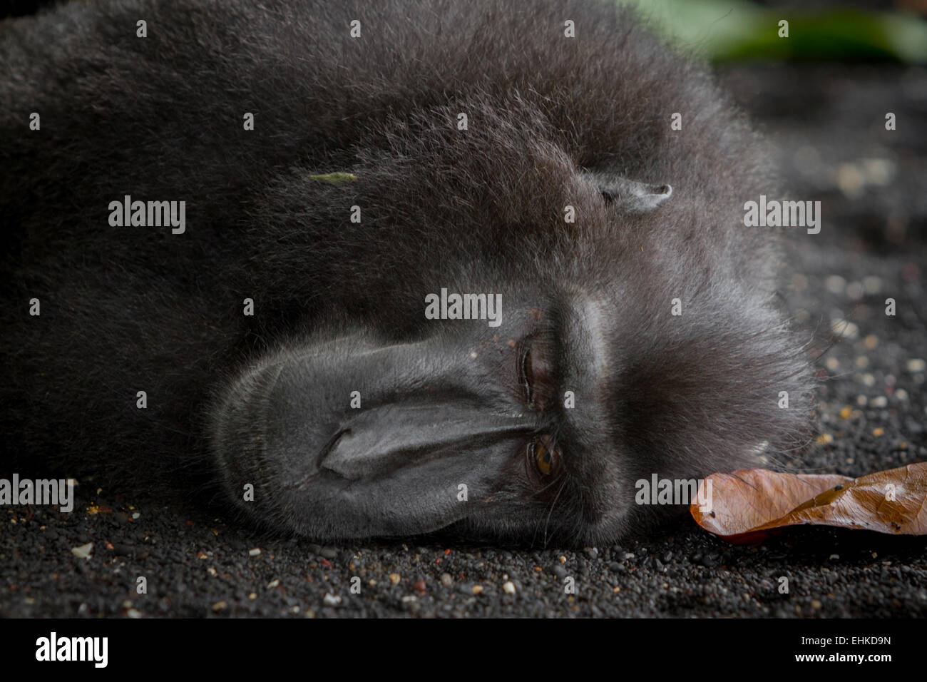 Ein Sulawesi-Schwarzkammmakaken (Macaca nigra) macht ein Nickerchen an einem Strand im Naturschutzgebiet Tangkoko, North Sulawesi, Indonesien. Stockfoto