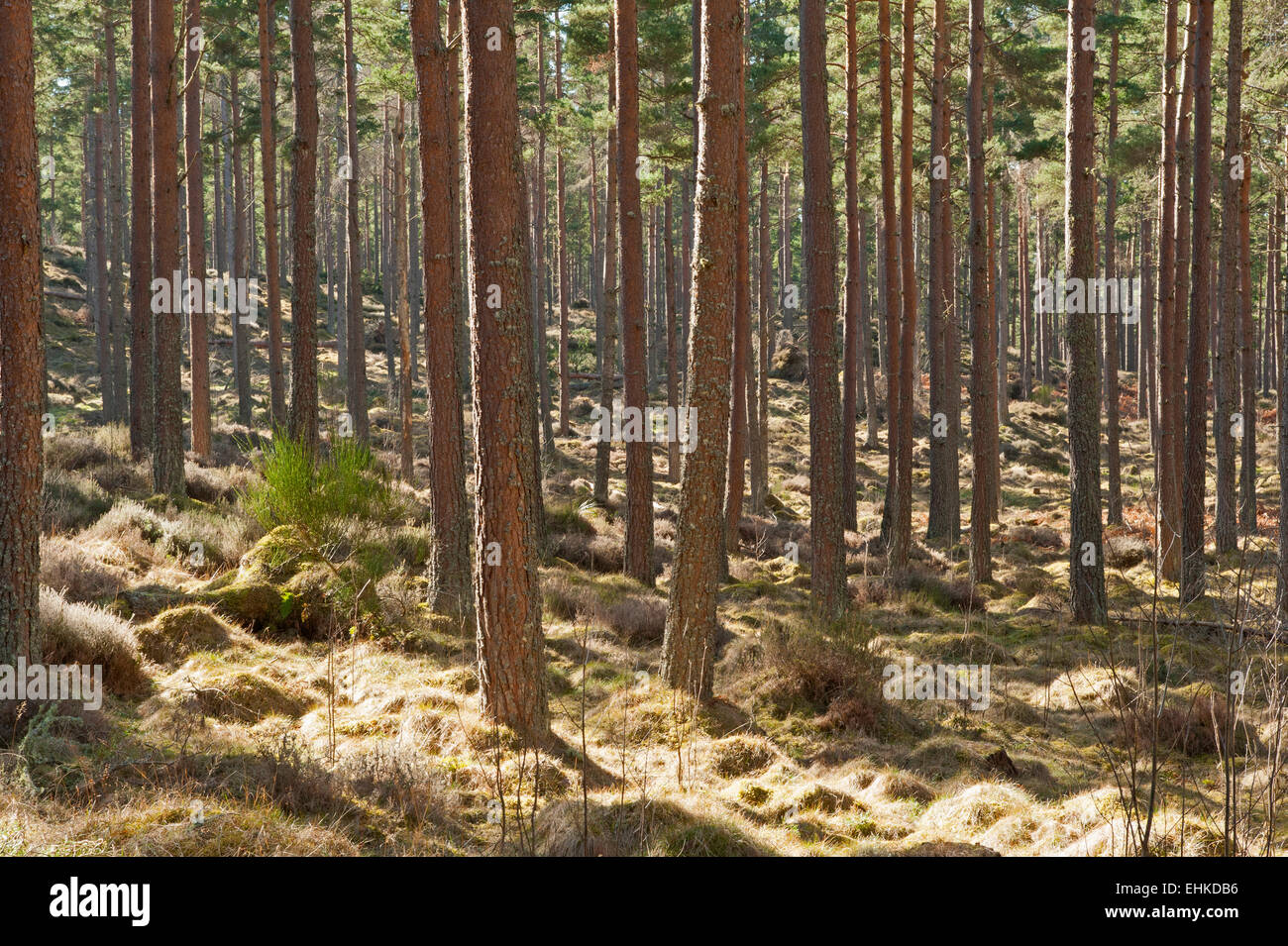 Ein Stand von Nadelbäumen bald reif für die Ernte zu.  SCO 9652 Stockfoto