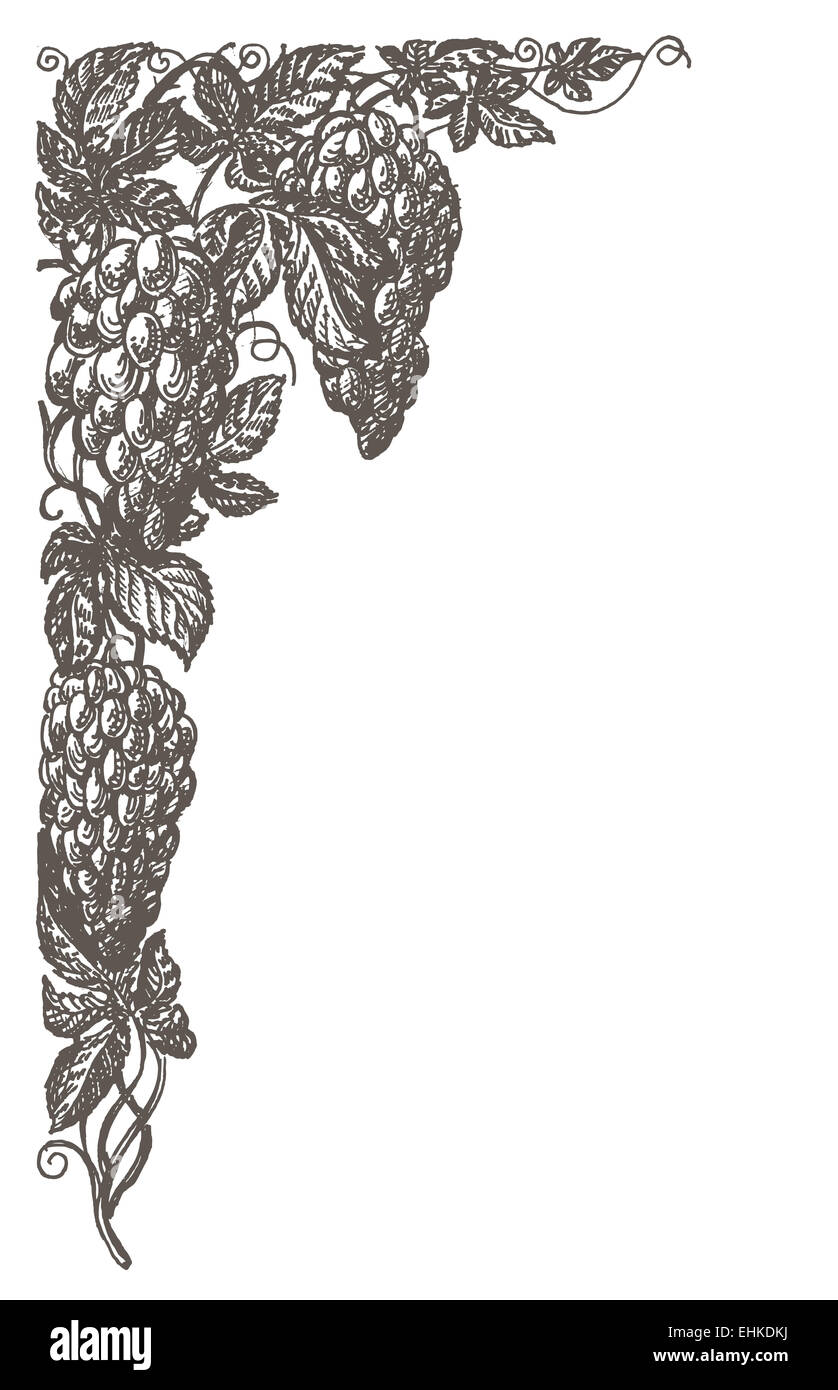 Weinberg, Weintrauben, Frame auf weißem Hintergrund. Skizze Stockfoto