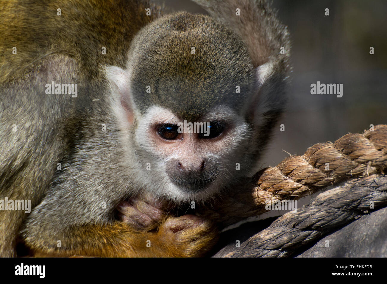 Nahaufnahme von einem Eichhörnchen-Affen. Stockfoto