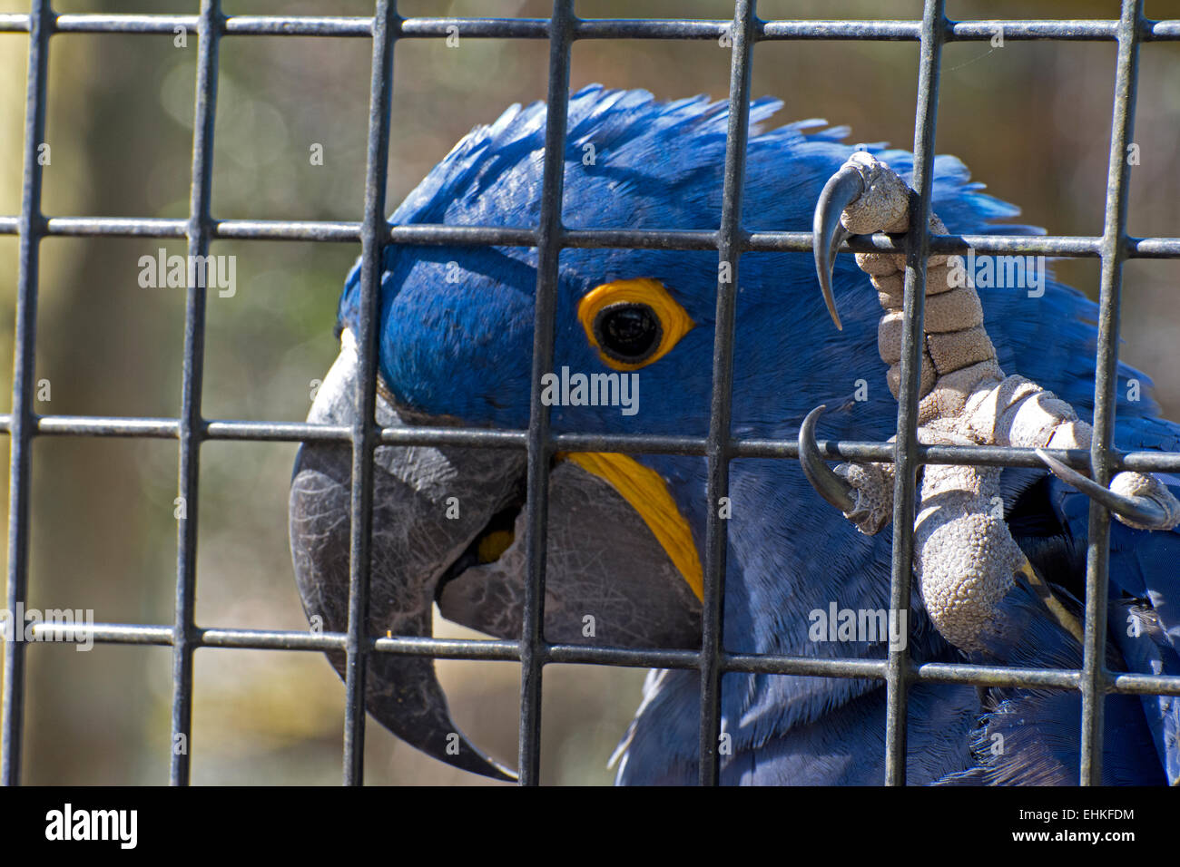 ein Hyazinth-Ara in Gulf Breeze Zoo in Florida. Stockfoto