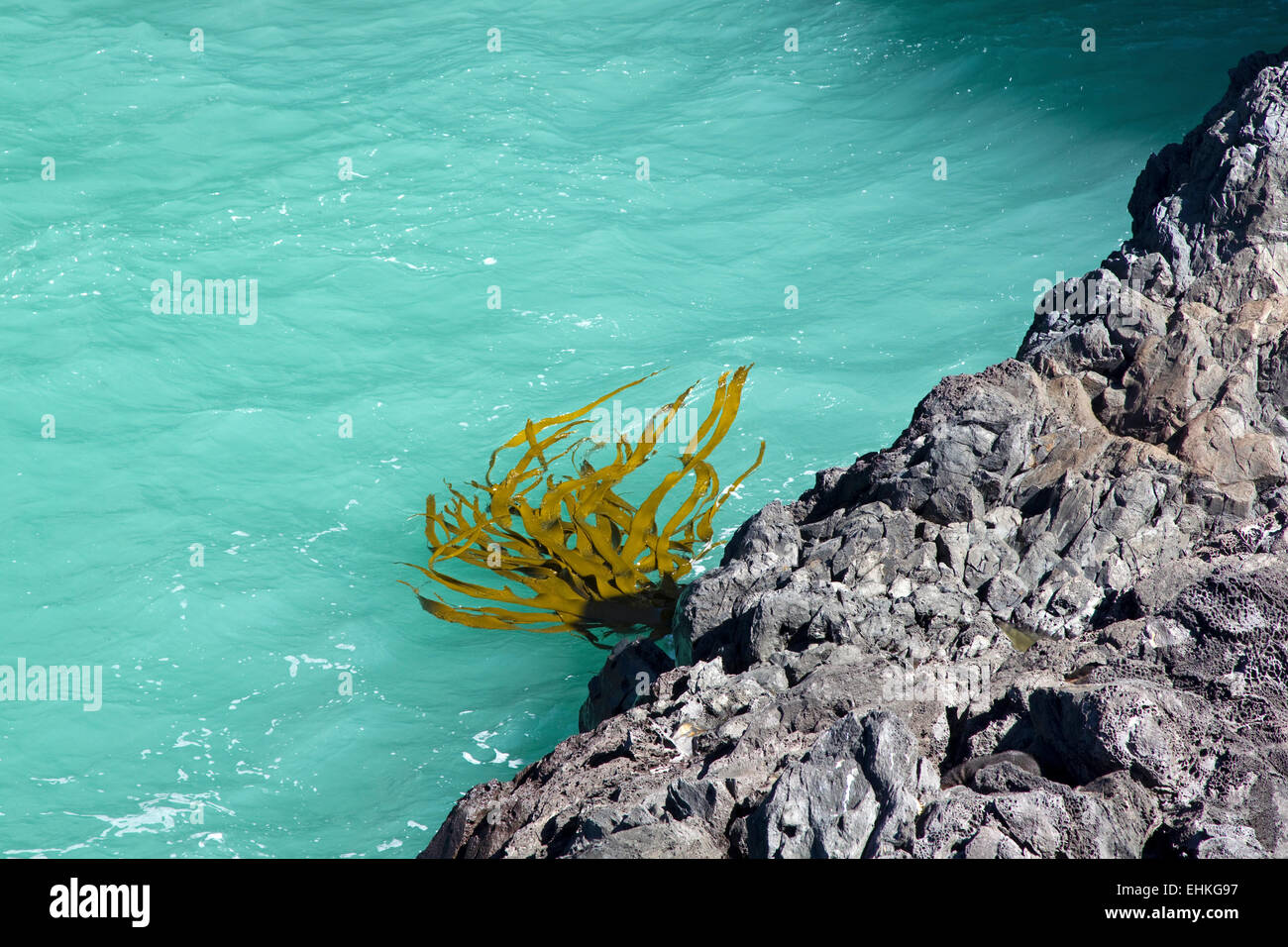 Algen, Seetang, Schwimmen im türkisblauen Wasser, Neuseeland Stockfoto