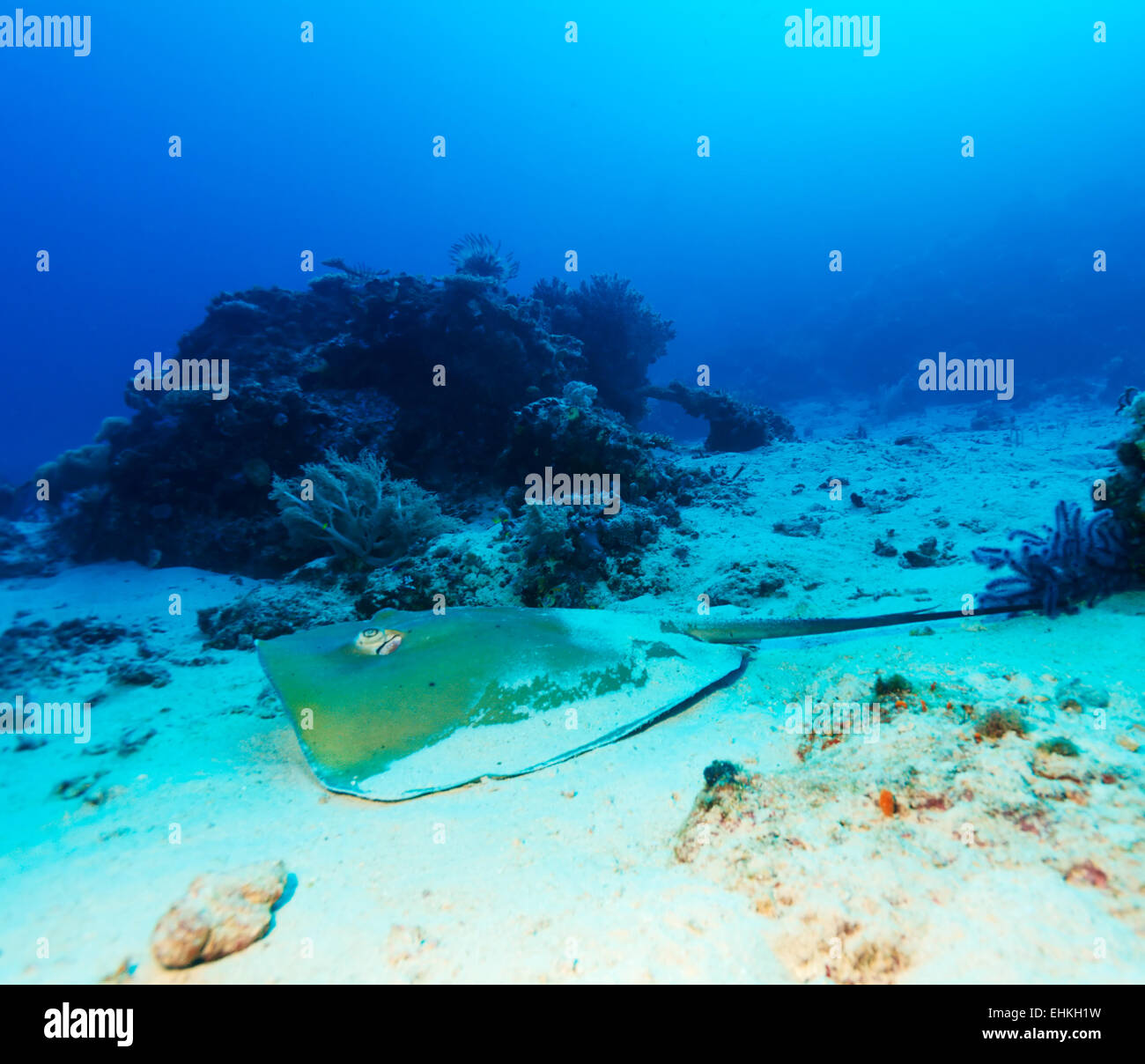 Stingray auf Sandboden Korallenriff, Bali, Indonesien Stockfoto