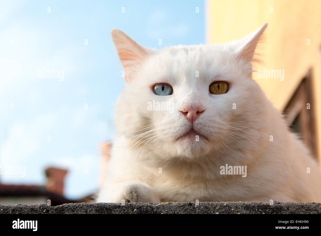 Weiße Katze, die in den späten Nachmittag in der Sonne aalen Stockfoto