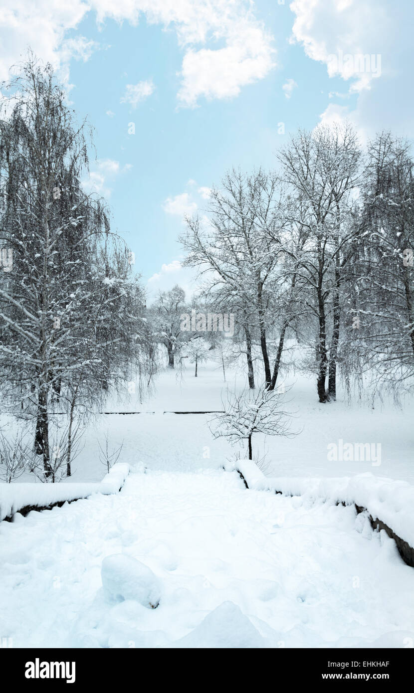 Winter Park. Schneebedeckte Baum. Idyllische Szene. Stockfoto