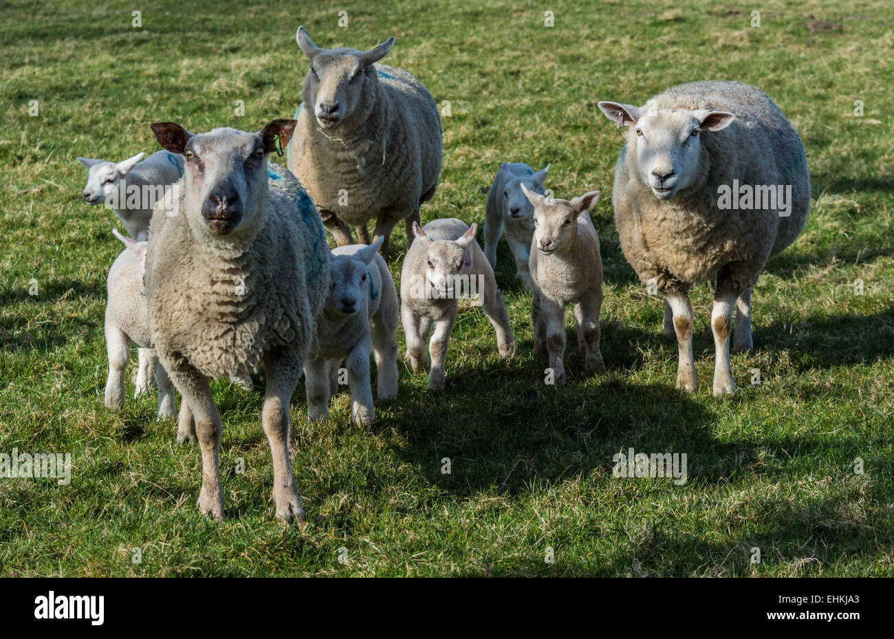 Lämmer und Schafe Stockfoto