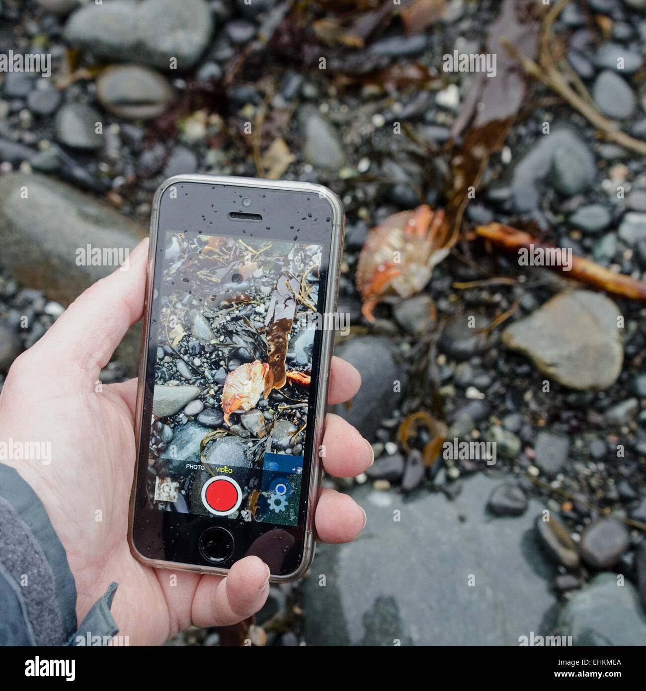 Frau linke Hand mit einem iPhone, um eine Rock-Krabbe auf den Strand, Acadia National Park, Bar Harbor, Maine zu fotografieren. Stockfoto