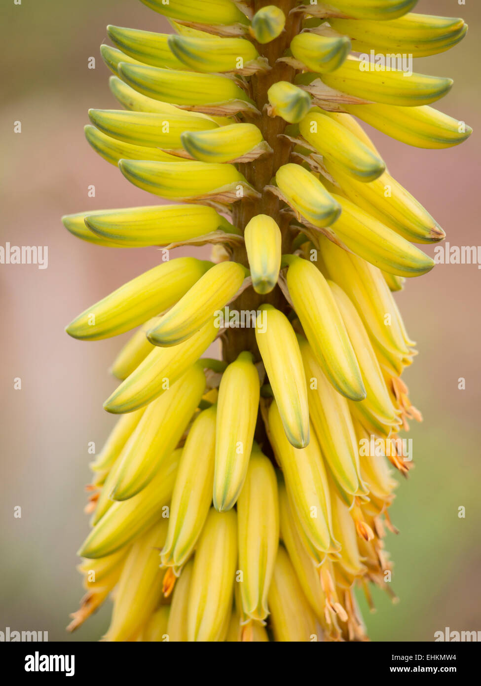 Aloe Vera gelbe Blumen aus der Sukkulente kultiviert in Fuerteventura,  Kanarische Inseln-Spanien, Nahaufnahme Stockfotografie - Alamy