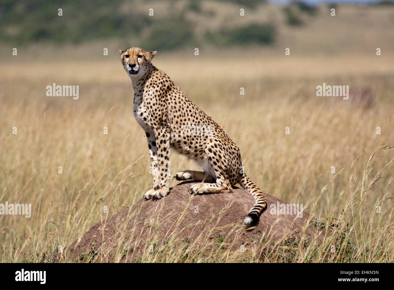 Geparden in der Masai Mara, Kenia Stockfoto