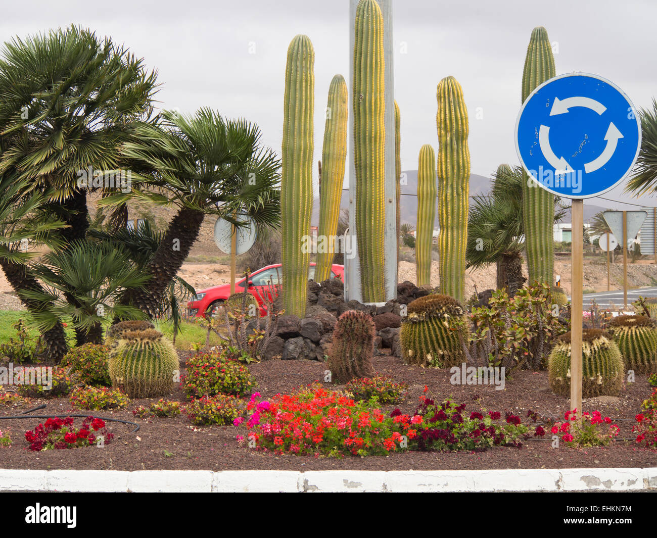 Kreisverkehr mit Verkehrszeichen, Kakteen, Blumen und Palmen Bäume Fuerteventura, Kanarische Inseln-Spanien Stockfoto