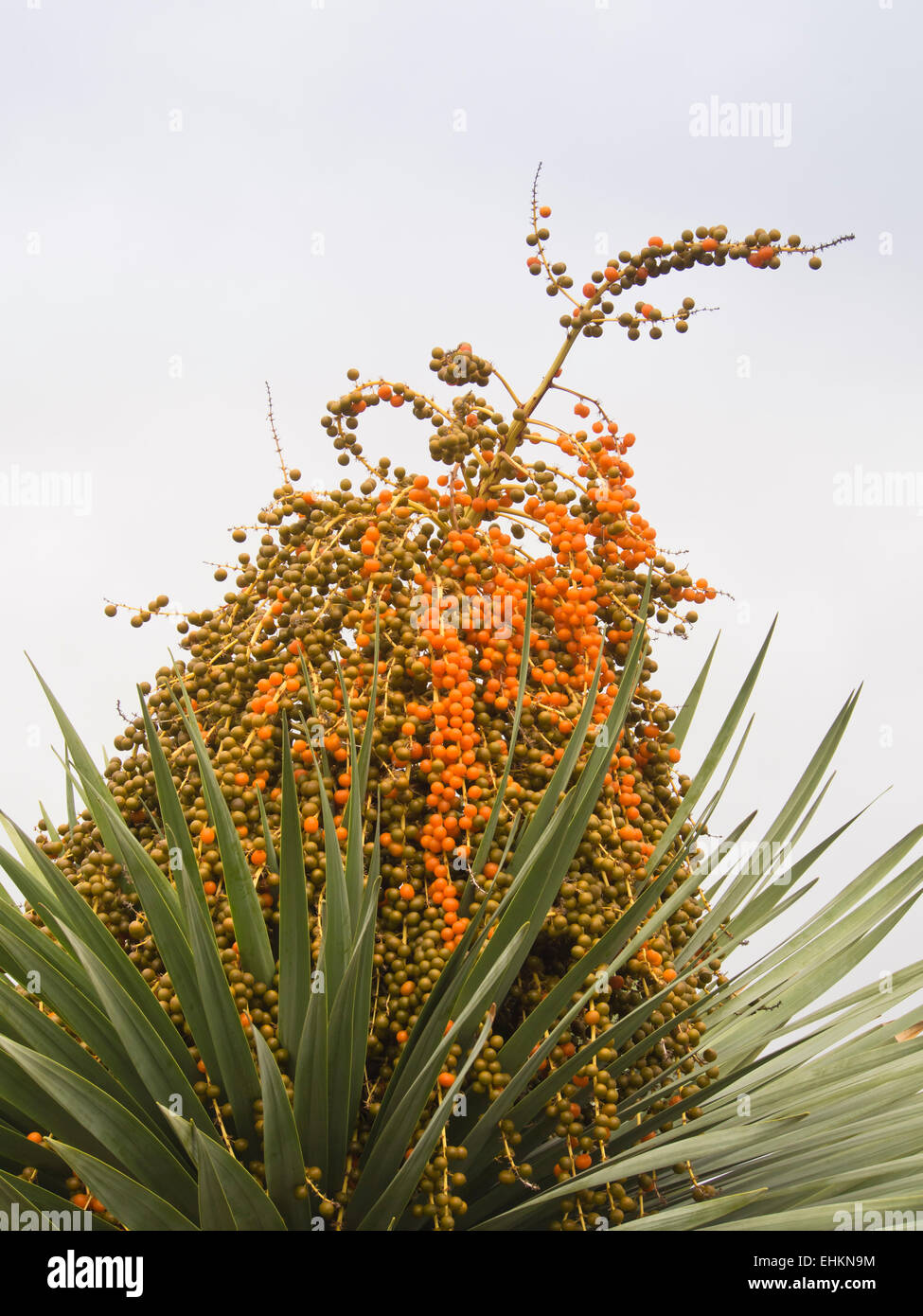 Dracaena Draco, Kanarischen Drachenbaum oder Drago, Blttern und Frchten  isoliert Stockfotografie - Alamy