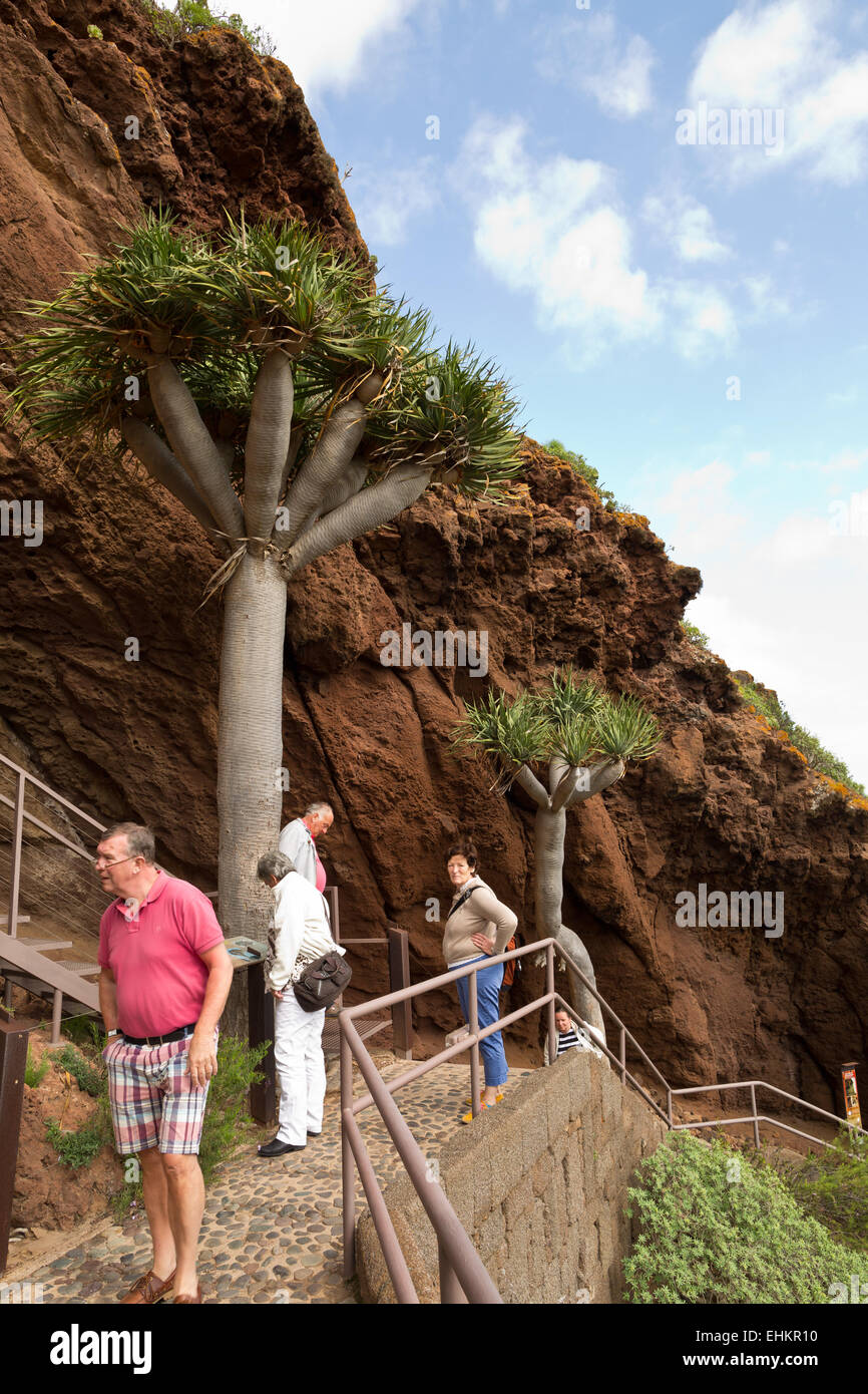 Kanarischen Drachenbaum (el Drago, Dracaena Draco) am Cenobio de Valerón, Gran Canaria, Kanarische Inseln, Spanien, Europa Stockfoto