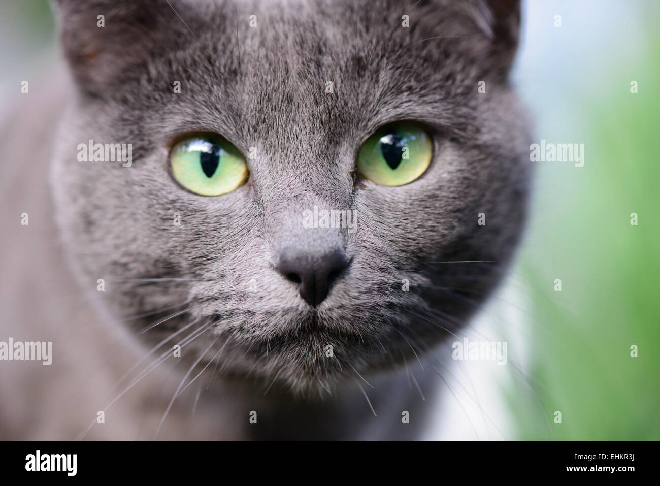 Nahaufnahme von Katze mit grünen Augen Stockfoto