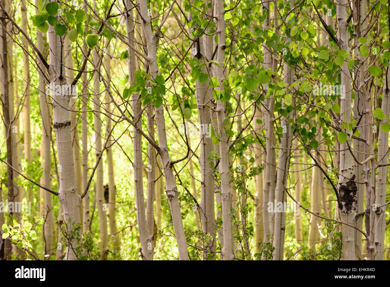 Grove von Aspen Bäume im Frühling Stockfoto