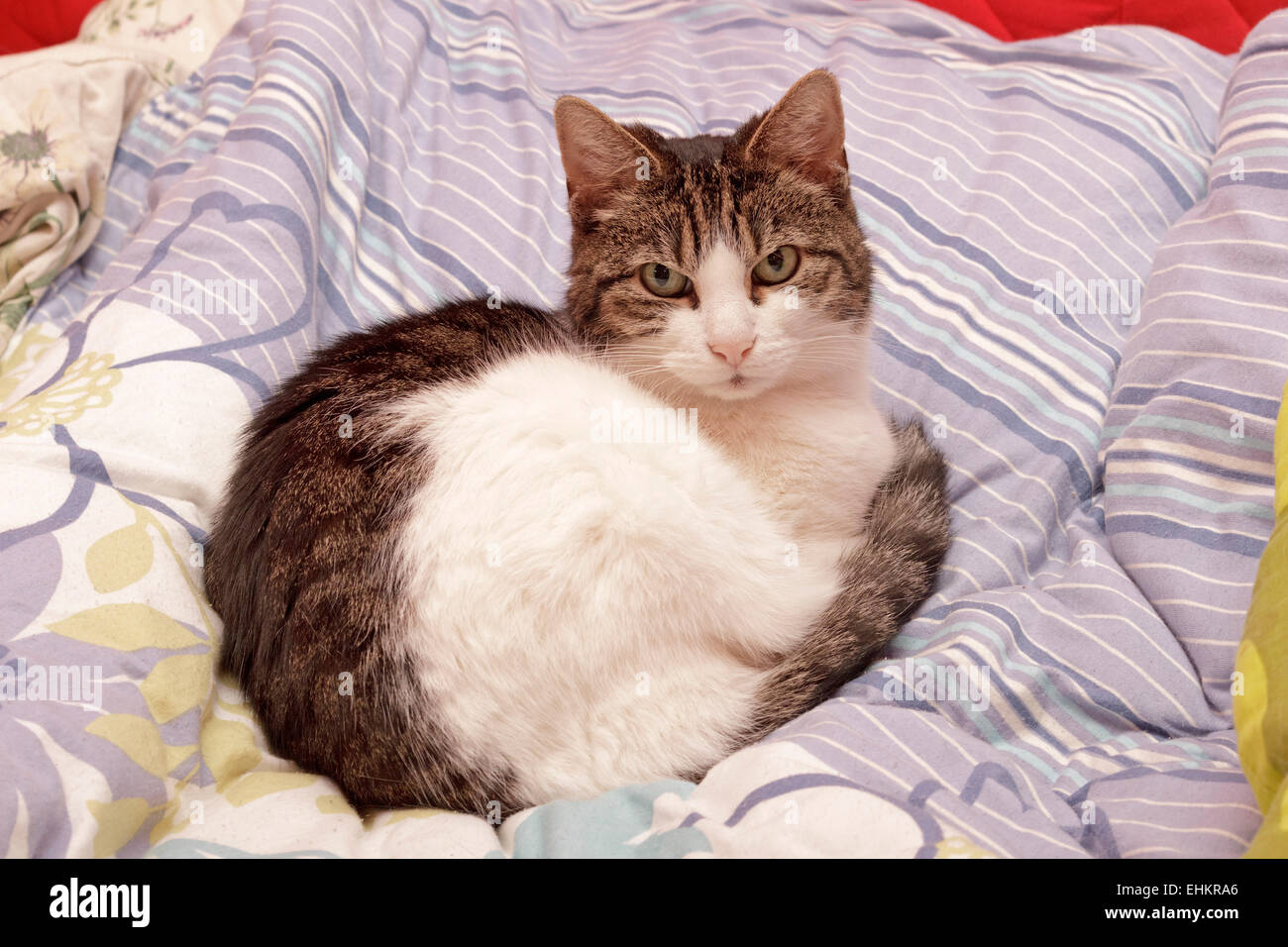 Hauskatze, ruhen auf einem Bett Stockfoto