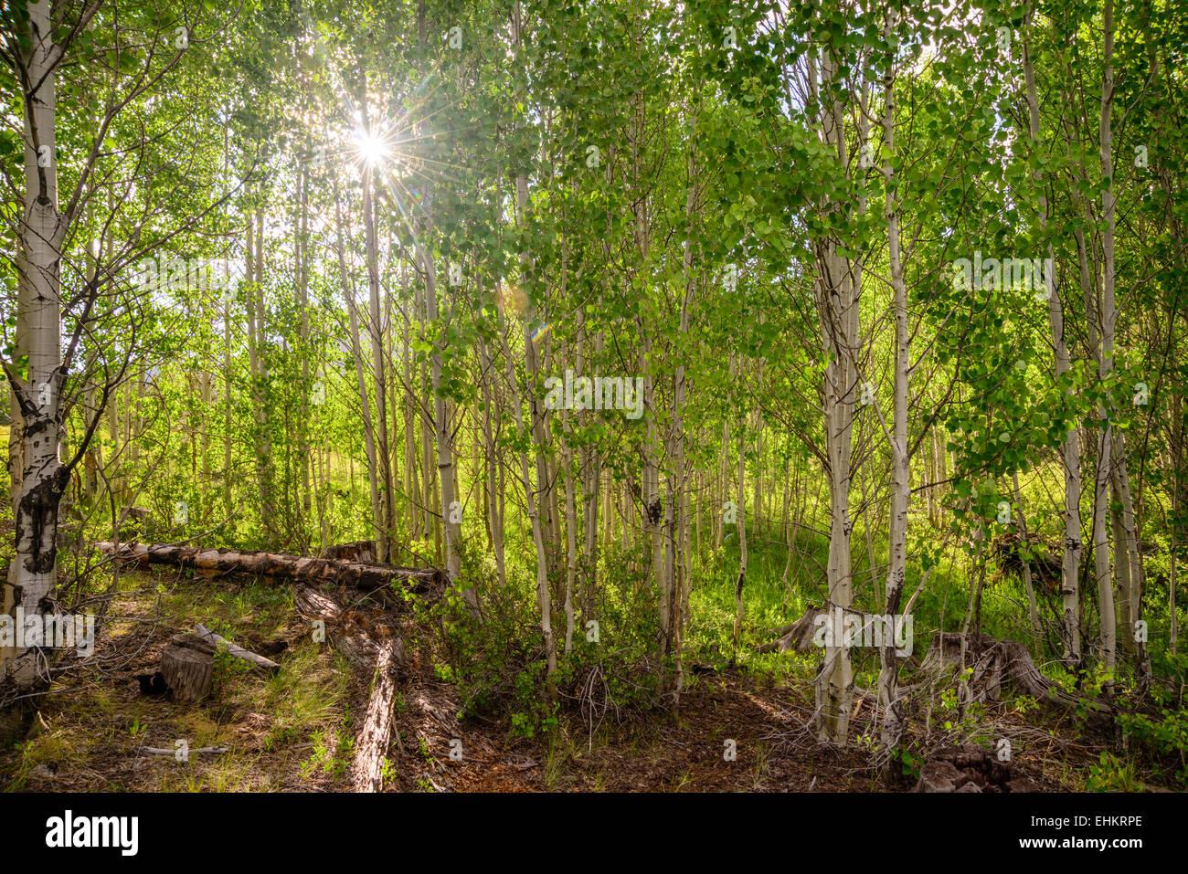 Grove von Aspen Bäume im Frühling Stockfoto