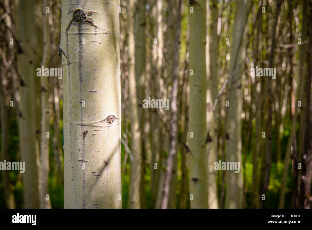 Grove von Aspen Bäume im Frühling Stockfoto