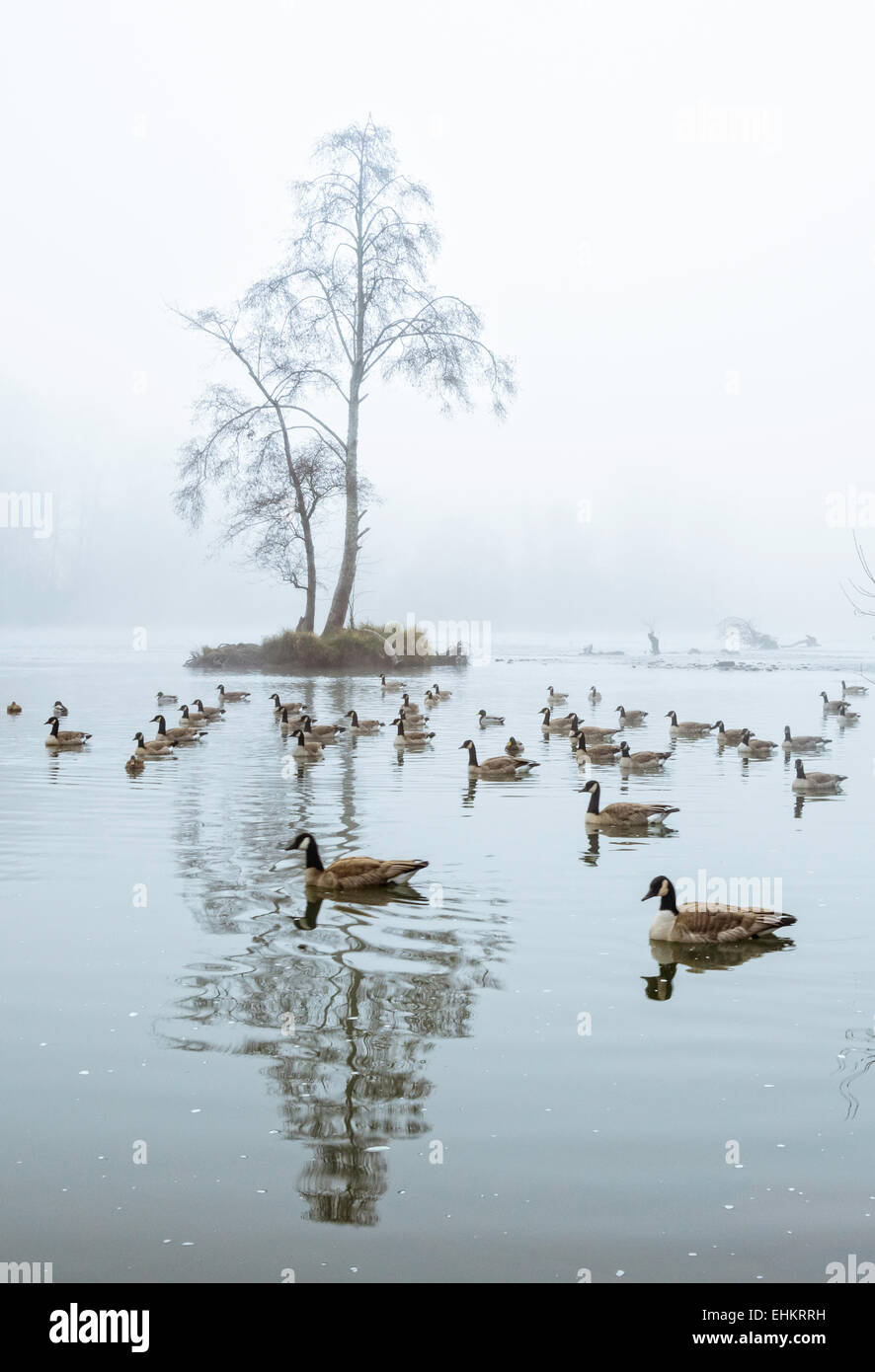 Kleine Insel an einem nebligen Tag in Wasser bei Eugene, Oregon, mit einem einsamen Baum auf. Es gibt Gänse im Wasser vor dem Baum. Stockfoto