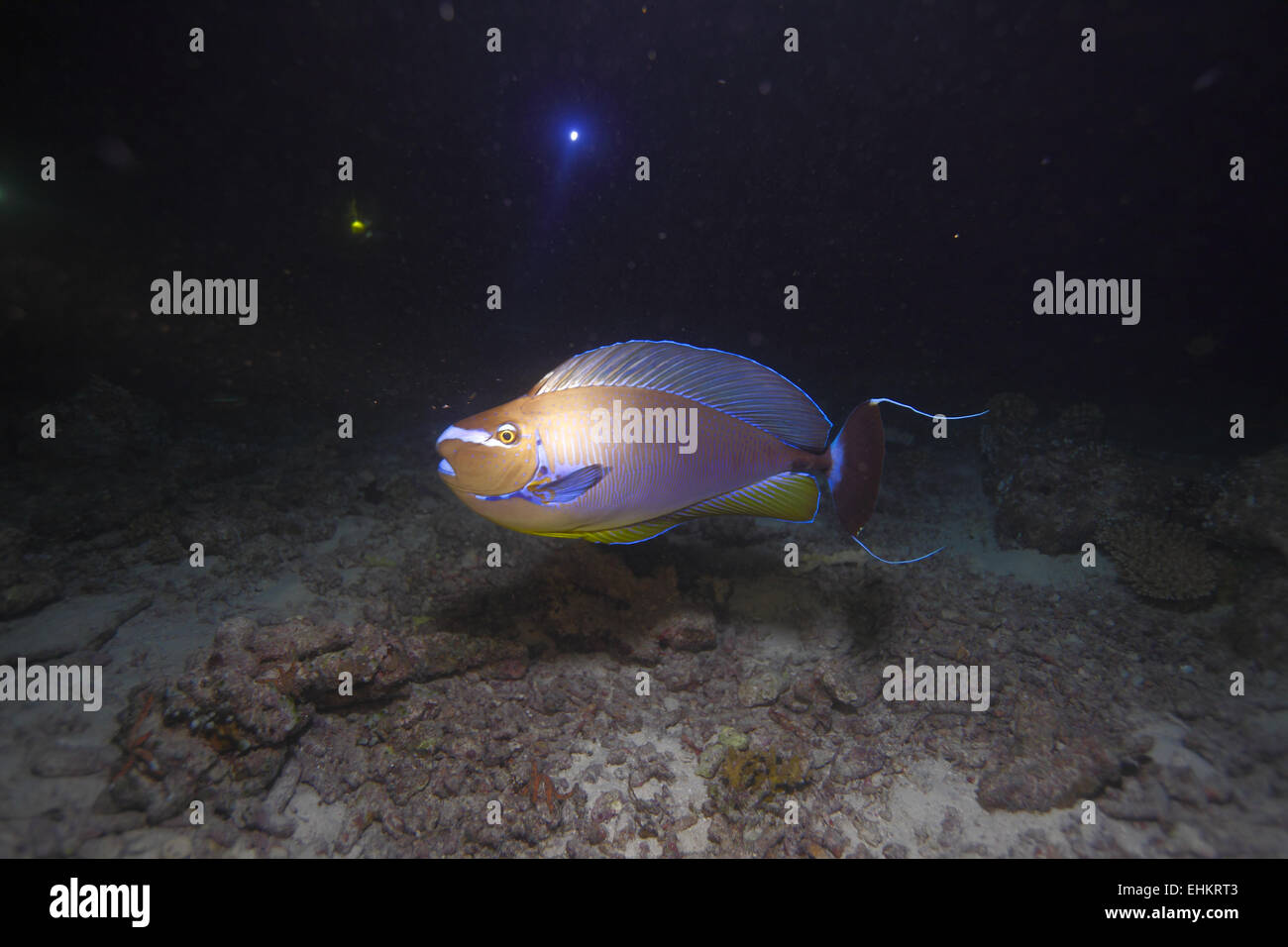 Doktorfisch (Acanthurus) beim Nachttauchgang, Malediven Stockfoto