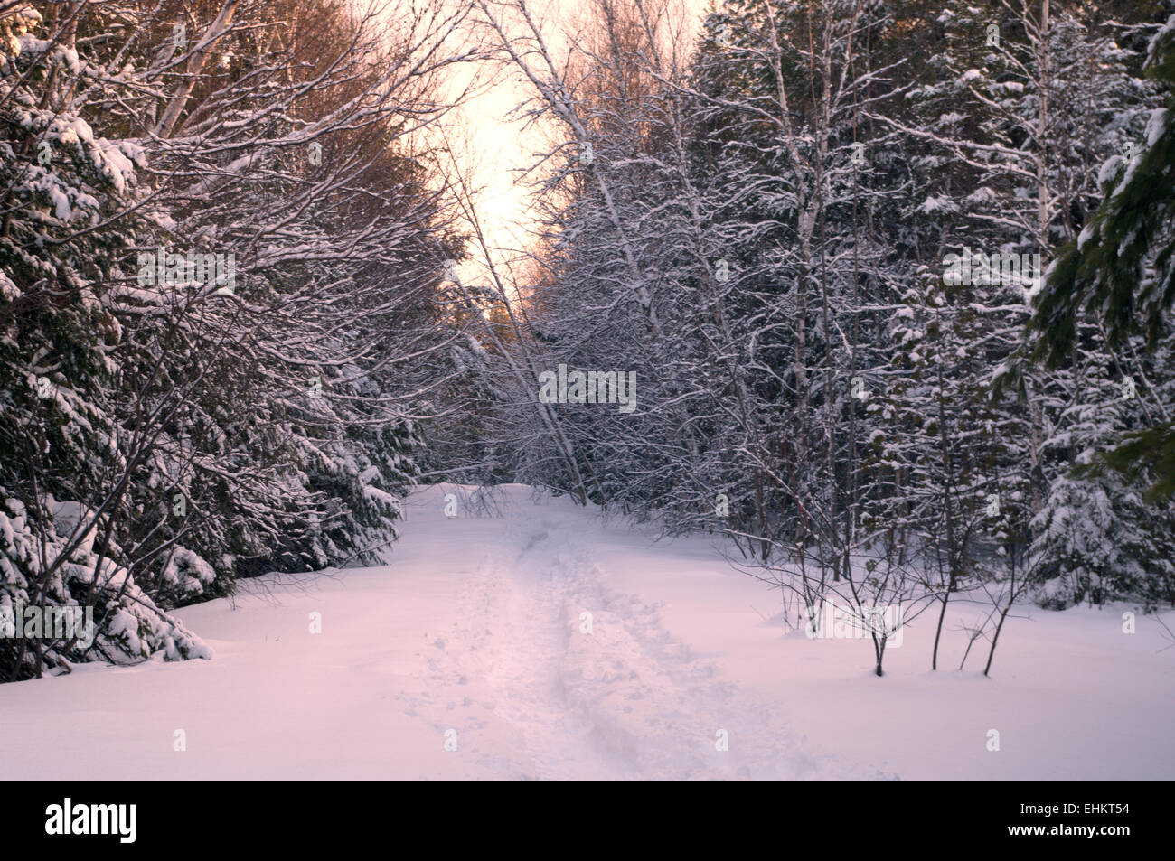 Ein Winter-Sonnenuntergang in den Wald Stockfoto