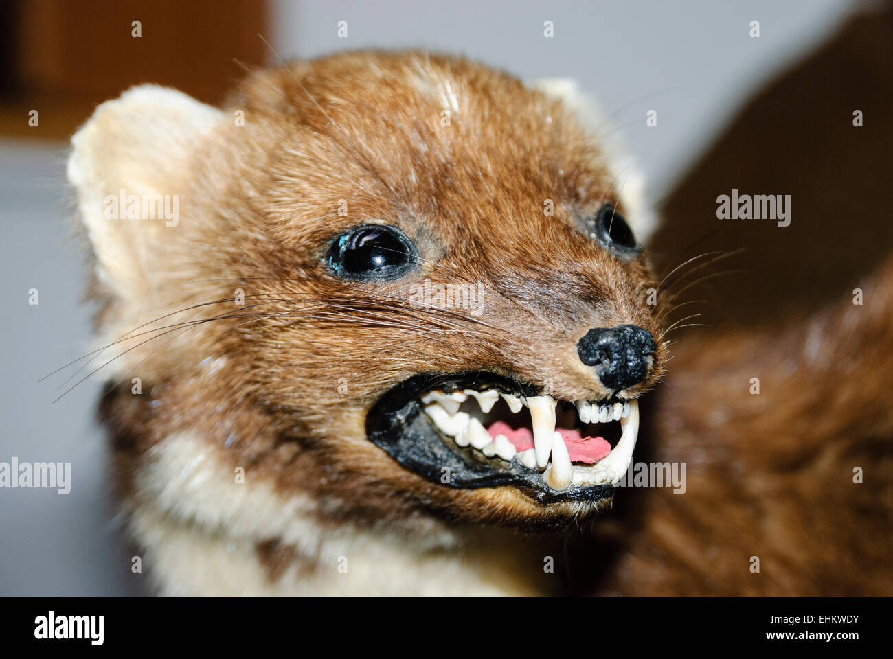 Eine gefüllten Hermelin Stockfoto