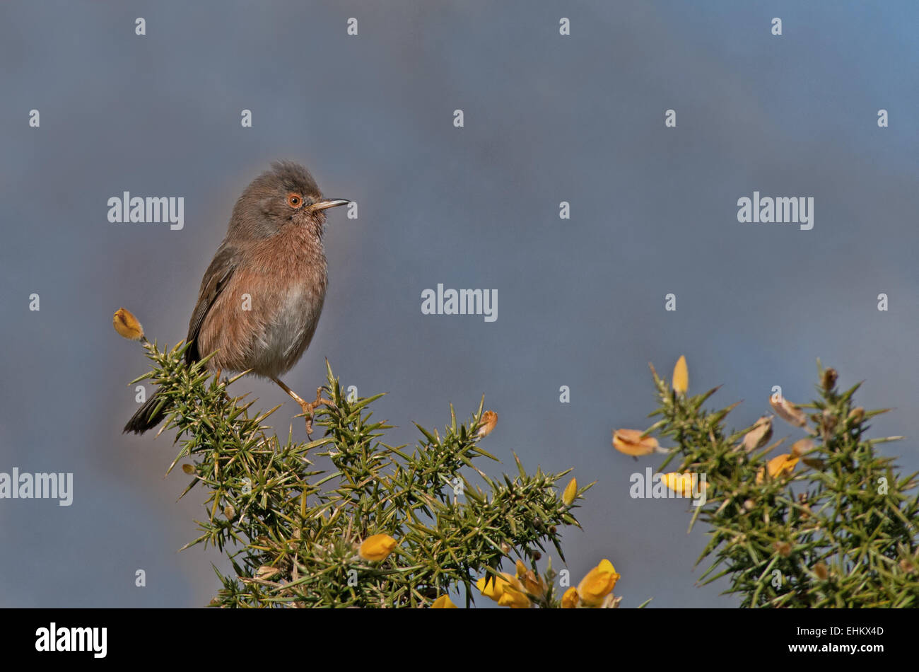 Weibliche Dartford Warbler-Sylvia Undata Sitzstangen auf gemeinsame Gorse-Ulex Europaeus. UK Stockfoto