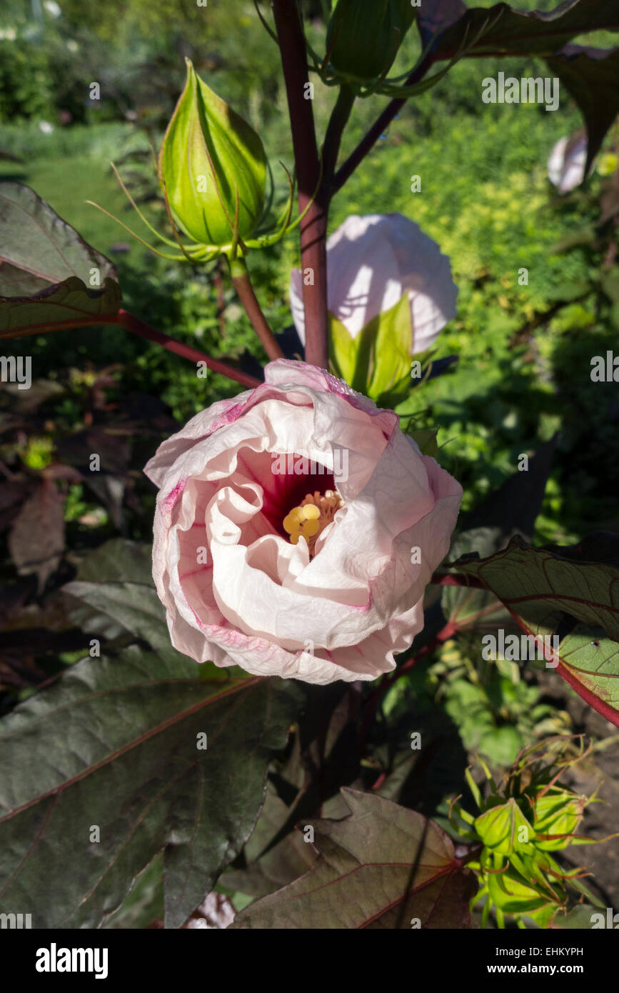 Eine Blüte von einem großen tropischen Hibiskus beginnen zu öffnen. Stockfoto