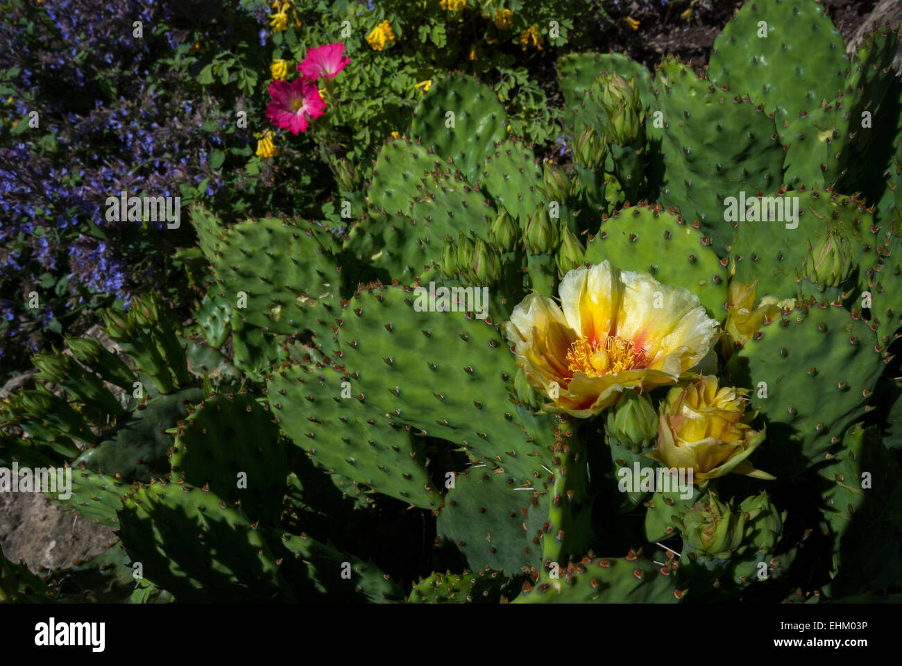 Eine Stachelige Birne Pflanze Opuntia Humifusa mit gelben Blüten. Eines der wenigen Winter winterharte Kakteen Sorten, die in Kanada wachsen wird Stockfoto