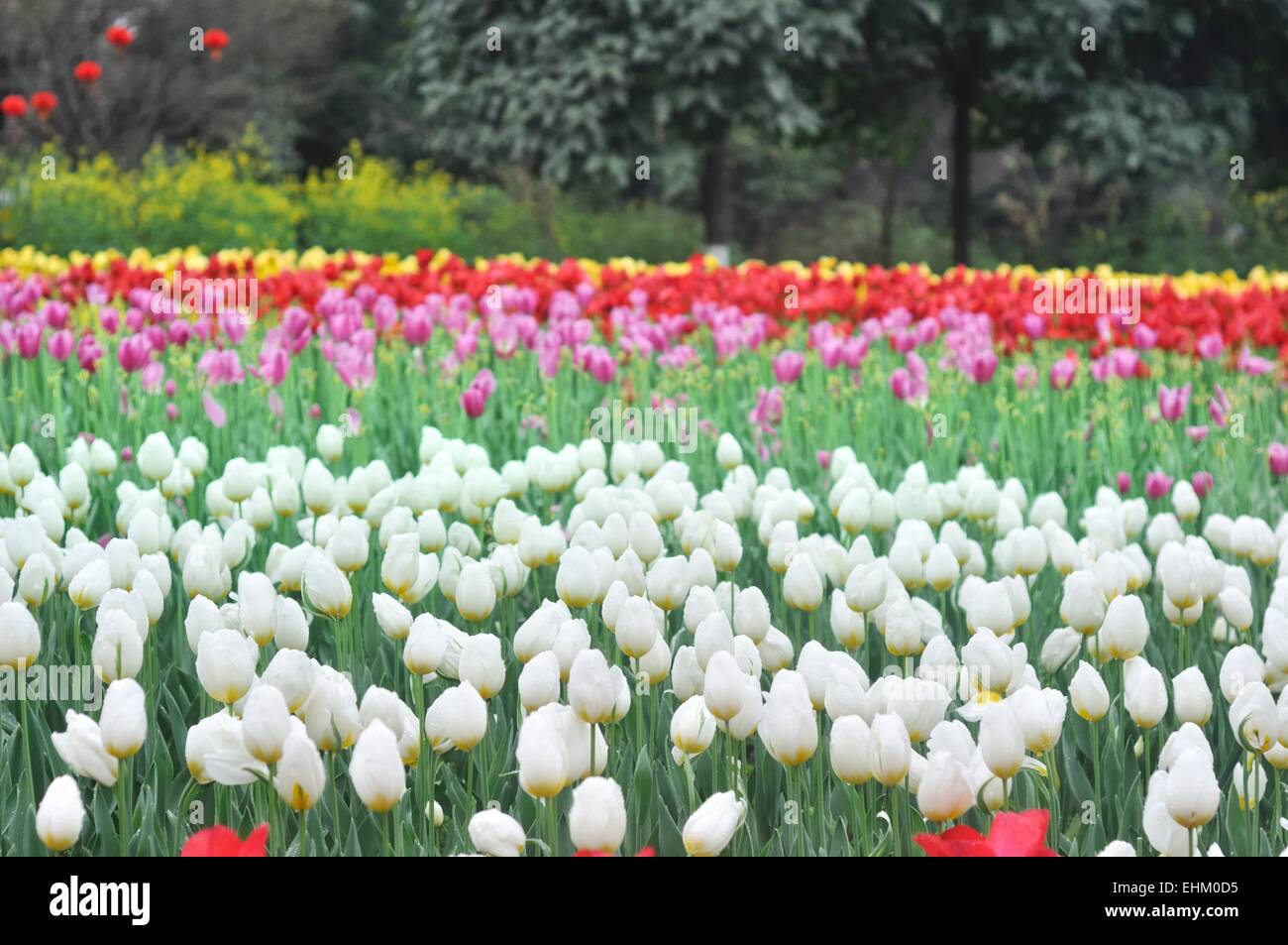 Tulpe Frühlingsblumen blühen im Chongqing Blumen Garten in Chongqing, china Stockfoto