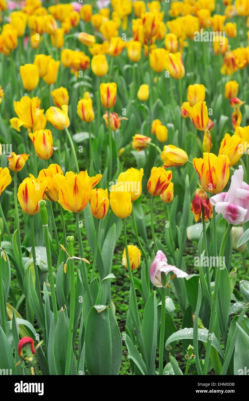 Tulpe Frühlingsblumen blühen im Chongqing Blumen Garten in Chongqing, china Stockfoto