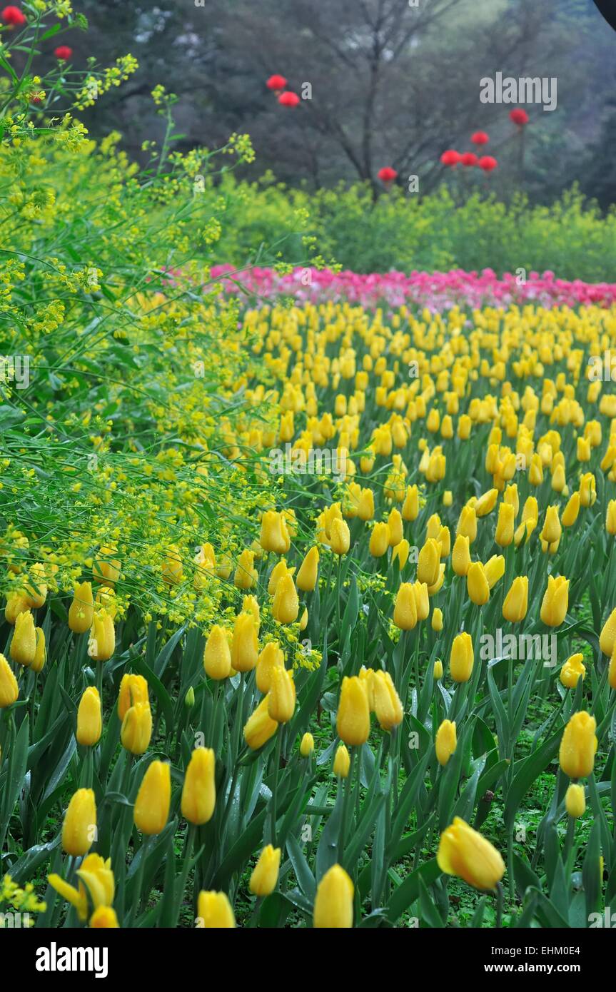 Tulpe Frühlingsblumen blühen im Chongqing Blumen Garten in Chongqing, china Stockfoto