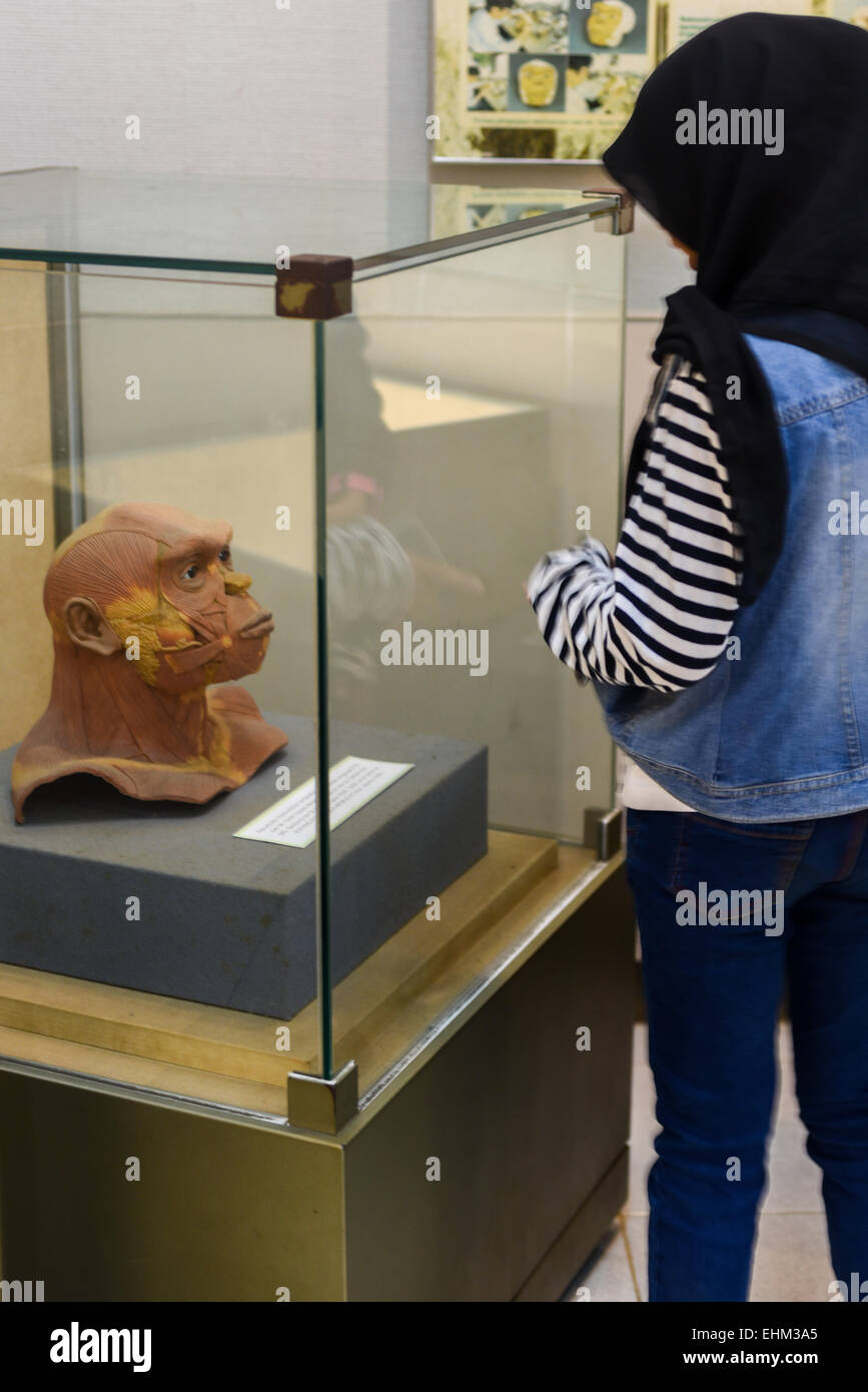 Lokale studentische untersucht lebensgroße Rekonstruktion des Homo Erectus von Yoichi Yazawa Geologie Museum, Bandung, Indonesien. Der Wiederaufbau erfolgte auf einem Objektträger anhand versteinertes Skelett namens PVII und machte für die Wiederbelebung der Pithecanthtropus Ausstellung in Tokio, Japan, 1996, unter Aufsicht von Dr. Fachroel Aziz (Geologie-Museum, Bandung) und Dr. Hisao Baba (National Science Museum, Tokio). Stockfoto